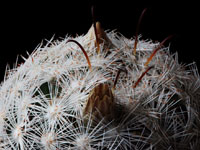 Mammillaria stella-de-tacubaya